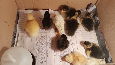 Cute Chicks and ducklings || New Born