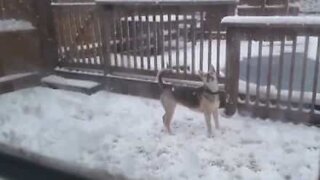 Questo cane va su di giri per la neve!