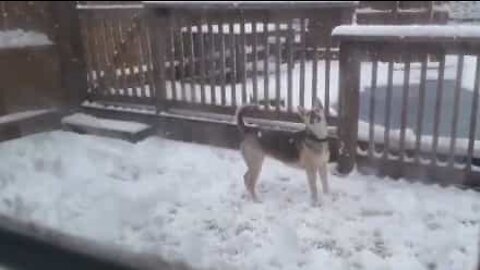 Questo cane va su di giri per la neve!