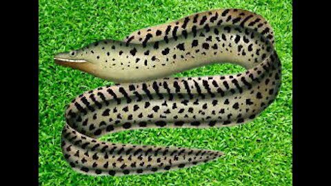 Indian Osan Eel Drangears Fish