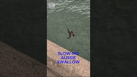 SLOW-MO SWALLOW #swallow #slowmotion