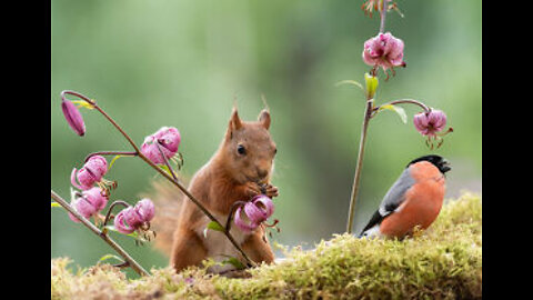 The colorful, but shy bullfinch is a welcome, rare addition to the garden.