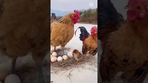 Our Beautiful Aseel Chickens , Hen , Chicks | Asil Chickens Relaxing Video #short #amazingvideo