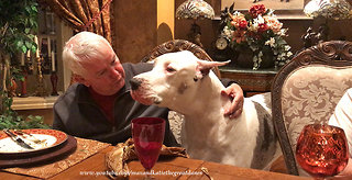 Deaf Great Dane Says Thank You To Grandpa