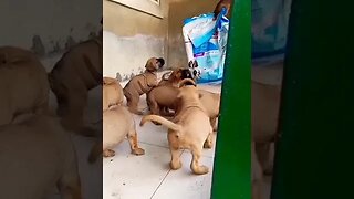 Boerboel Puppies #shorts #boerboel #puppy #doglover #puppyfeeding