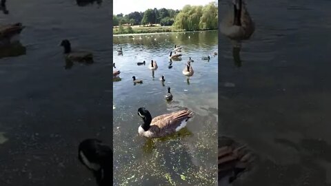 Dancing duck duck go..