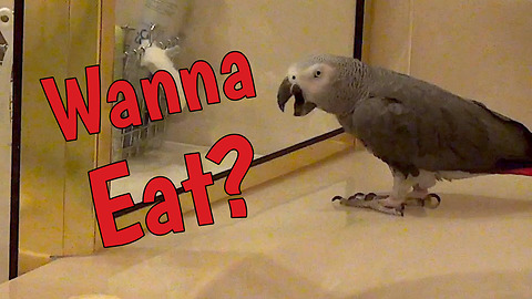 Discriminating parrot has specific dinner request
