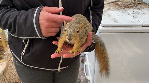 Fox Squirrel Plays With Mom