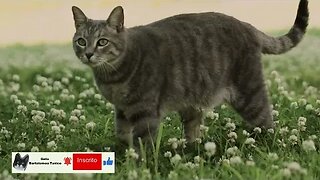 O Incrível Senso de Orientação dos Gatos - Gato Bartolomeu Tunico