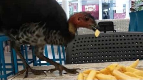 Une dinde audacieuse tente de voler une barquette de frites