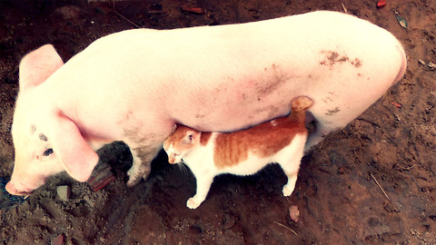 Piglet becomes best friends with kitten