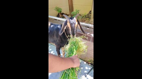 King goat eating grass and playing