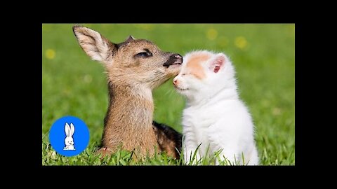 Baby Deer Fawn Jumping & Hopping - CUTEST Compilation || this week tranding