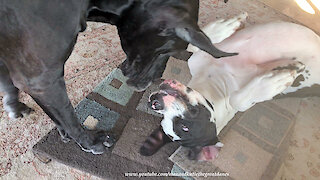 Smiling Upside Down Great Dane Loves To Give Hugs