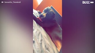 Relaxed dog slowly licks his leg
