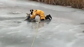 Heroic Firefighters Save Dog After Falling Into Icy River