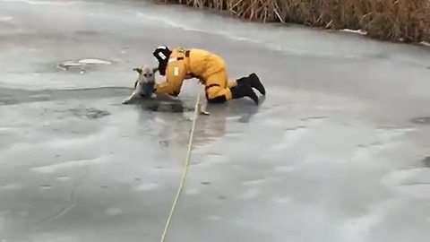 Heroic Firefighters Save Dog After Falling Into Icy River