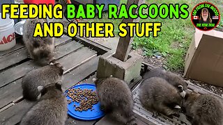 08-02-23 | Feeding Baby Raccoons And Other Stuff | The Lads Raccoon Vlog-006