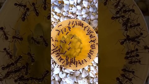 Ants Eating Yellow Jello