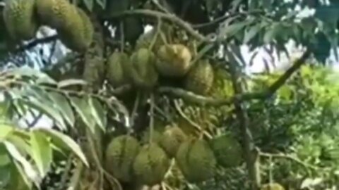 the durian tree bears a lot of fruit