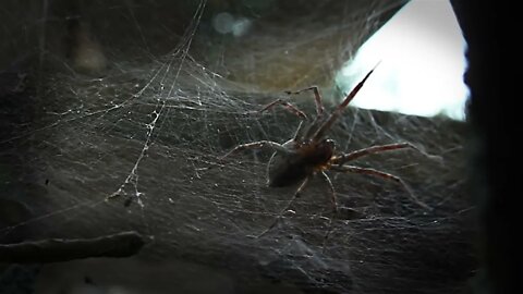 Beachfront B Roll Spider and Web Free to Use HD Stock Video Footage