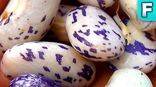Dragon Tongue Bean (Phaseolus vulgaris) | Foods You've Never Heard Of