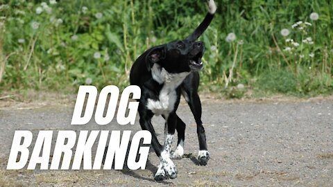 Dog Barking Loudly Sound Effect | Barking Sound Effect For Dogs | Kingdom Of Awais