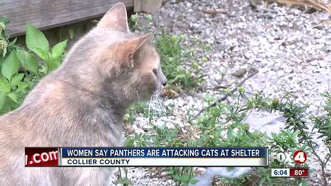 Women claim panthers are killing cats at animal shelter