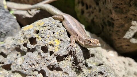 Cute little lizard watching the world go by as he warms himself on the rocks in the sun.