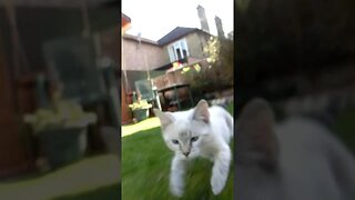 Slow Motion Ragdoll Kitten