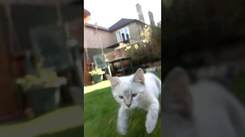 Slow Motion Ragdoll Kitten
