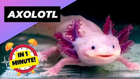 Axolotl - In 1 Minute! 👽 The Alien-like Creature Of The Aquatic World | 1 Minute Videos