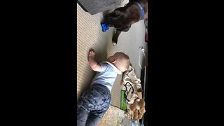 Doggy gives toy to baby to stop crying
