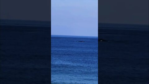 Spotted Humpback Whales in Puerto Vallarta - First YouTube Video