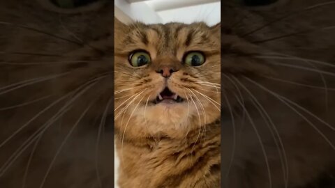 cat reaction when see pay with our 🐕