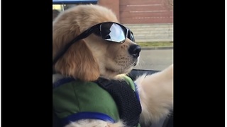 Coolest puppy ever hits the open road