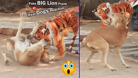 Wow Nice Prank! Fake Tiger Prank Dog Run Funny Action