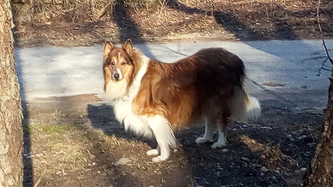 Collie dog Sings