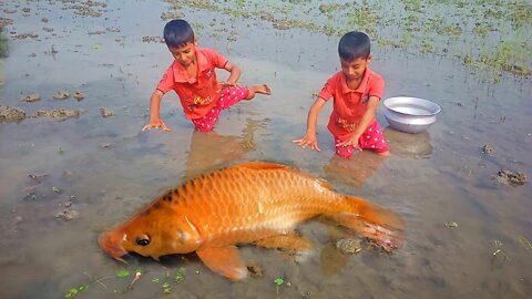 Traditional Smart Boys Catch Fish By Hand in Water Amazing Twins Boy Catching Hand Fishing Video.