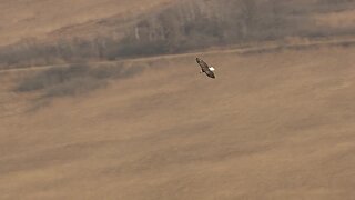 WATCH: Chopper 7 tracks bald eagle over St. Clair County