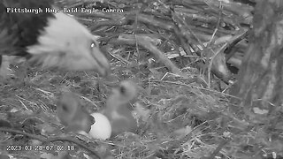 Hays Eagles H20 is Hatched ! 3.28.23 7:02am