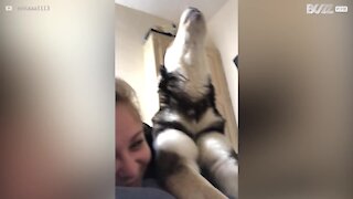Adorável conversa matinal com husky