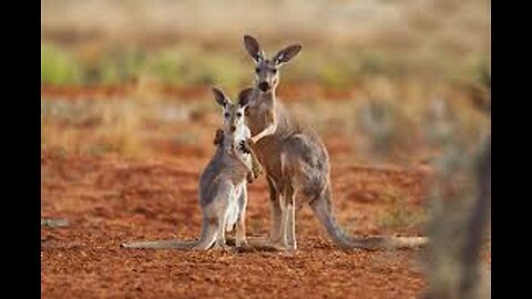 Kangaroos in happy mod