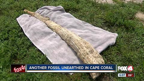 Second suspected mammoth bone emerges in Cape Coral