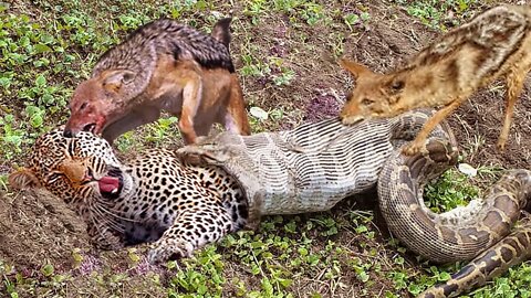 The best battles of the animal World the Angry Animal jackal python