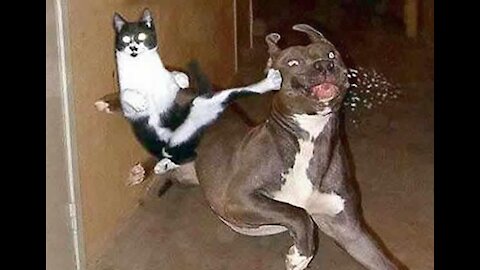 funny cats and dogs😍