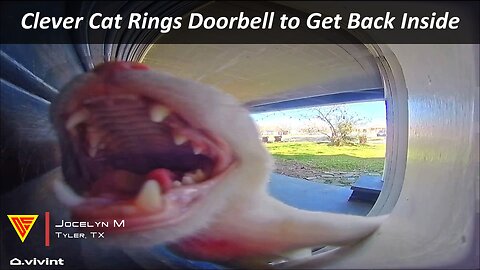 Clever Cat Rings Doorbell to Get Back Inside Caught on Vivint Camera | Doorbell Camera Video