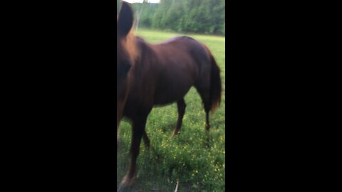 Horses right behind our cabin