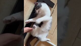 Baiyi Dollar$ Cat 5 #catsofyoutube #cat #funny #cute #catsofyoutube #catshorts #catslover
