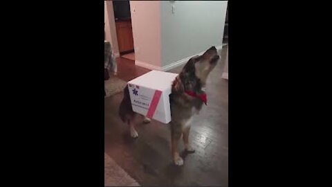 Funny dog :I want to be an ambulance